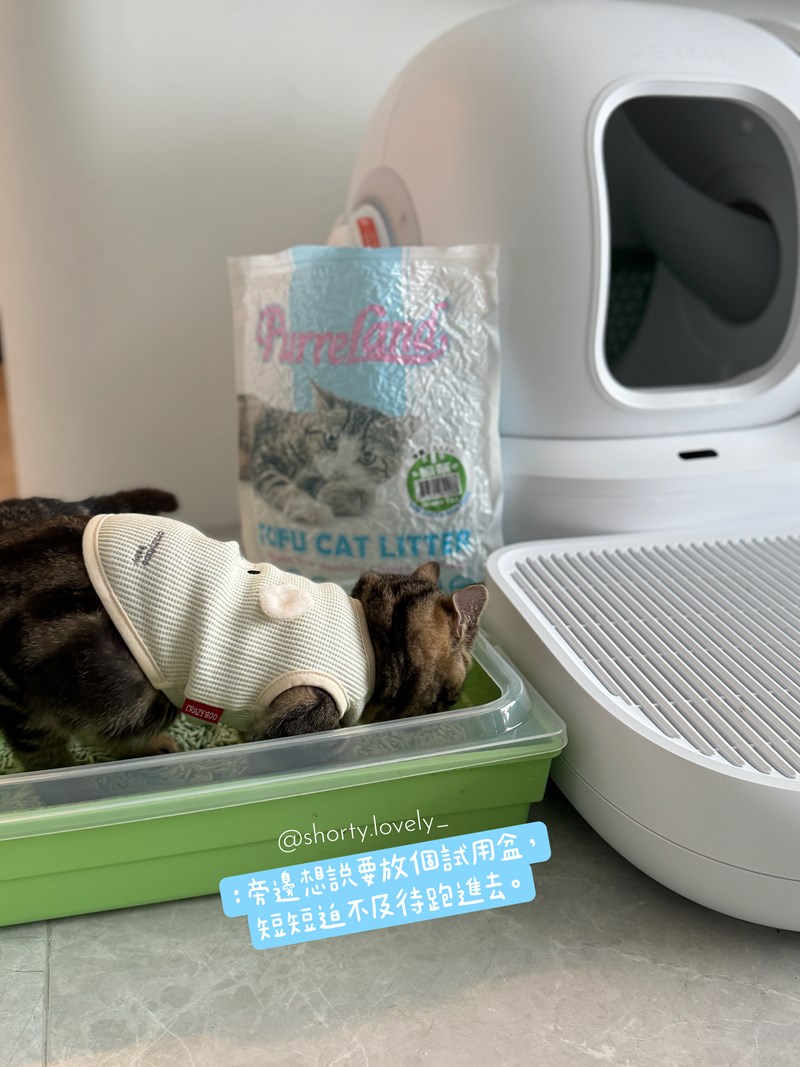 女人知己試用大隊,口碑行銷,部落客行銷,PurreLand 倍淨豆腐貓砂,好市多購買,COSTCO購買,豆腐貓砂,PurreLand倍淨,低粉塵,易清理,可沖馬桶,提供絕佳的除臭與凝結力,豆腐貓砂評價,貓砂評價,使用心得,貓砂分享,好用,原味,綠茶,豆腐砂,水量需完全覆蓋貓砂,水量需貓砂的2~3倍以上,豆腐砂評價,高CP值,划算